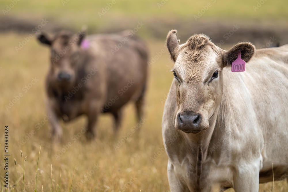 livestock on a regenerative agriculture farm practicing sustainable agricultural practices in summer