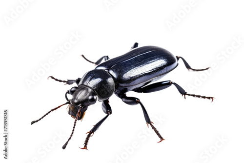 Ground Beetle Isolated on Transparent Background