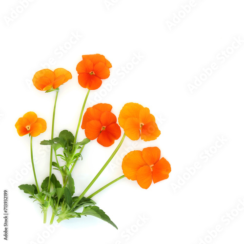 Orange pansy flower plant Swiss Giant variety on white background. Floral food decoration and herbal medicine. Treats dandruff, cradle cap, acne, purifies blood, skin disorders, psoriasis.
 photo