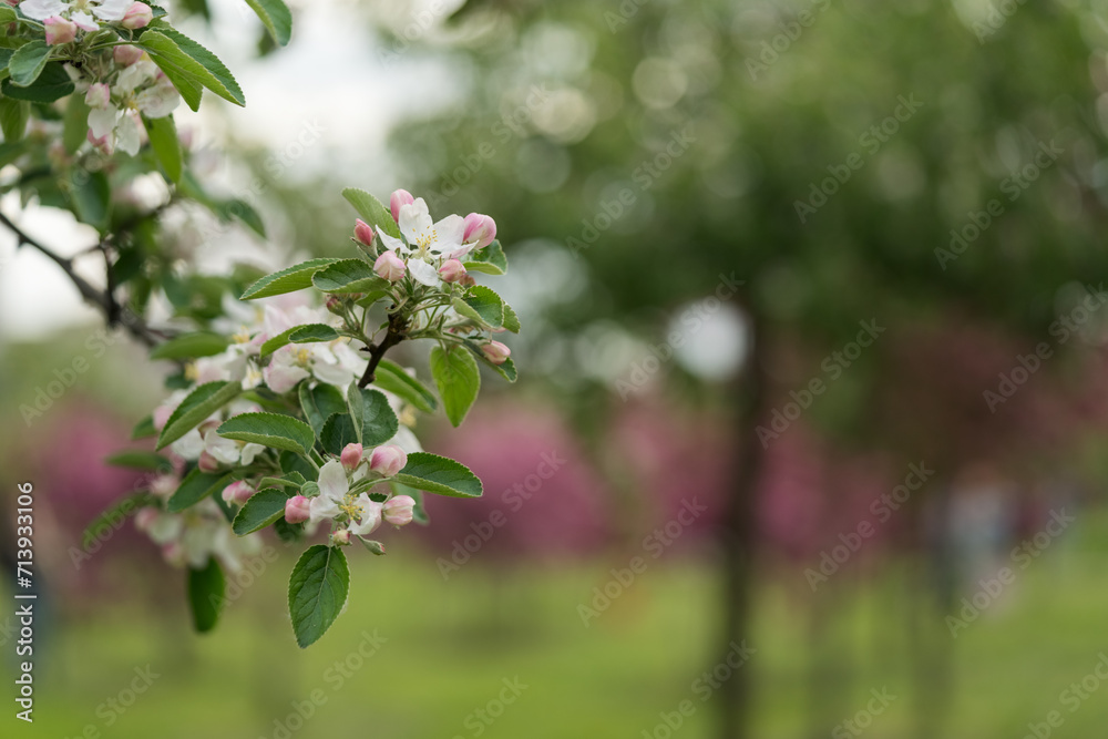apple blossom in early summer closeup flowers