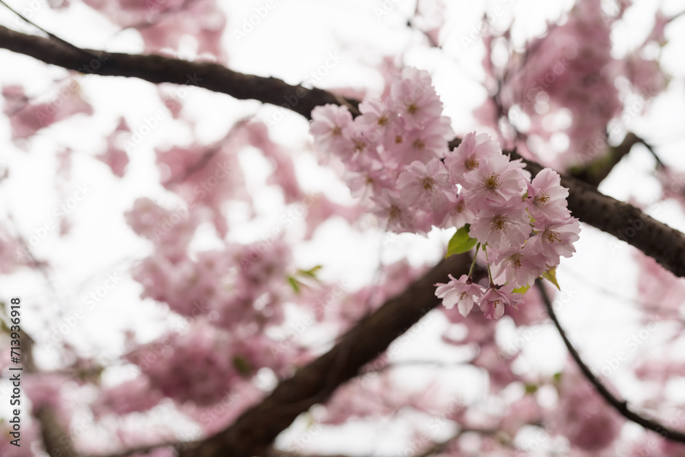 Spring background of blossom cherry flowers closeup Spring background of blossom cherry flowers closeup