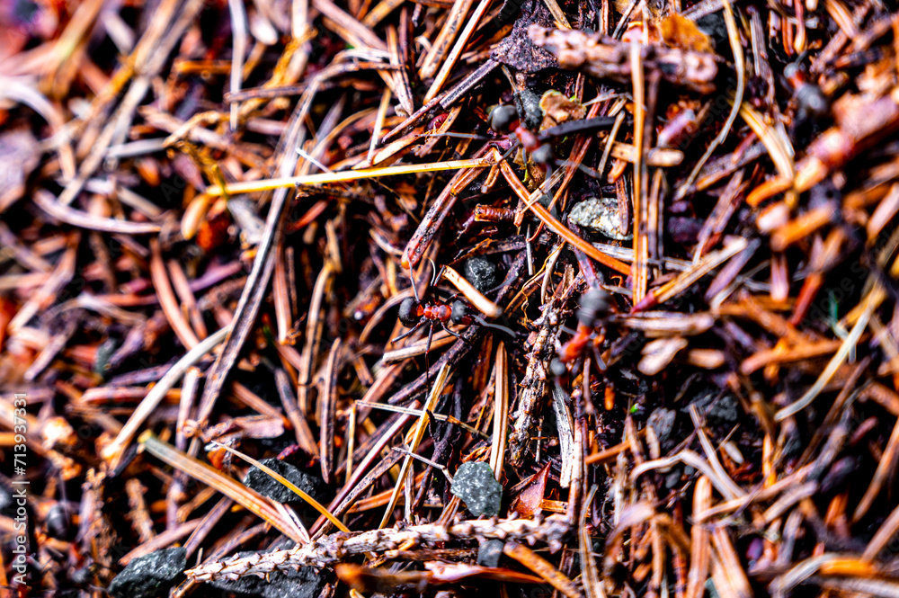 Ant house close up. Big anthill Ant house close up. Big anthill