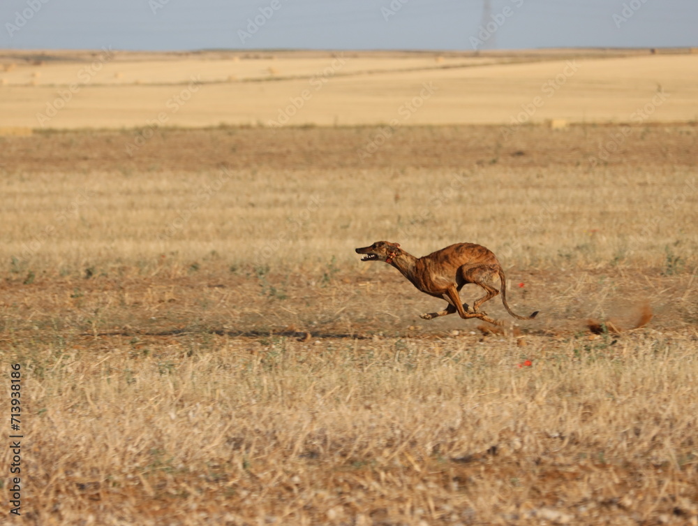 greyhound race fast dog domestic animal field hare hunting greyhound race fast dog domestic animal field hare hunting