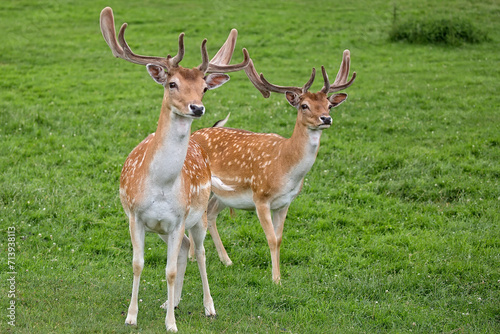 fallow deers in a clearing