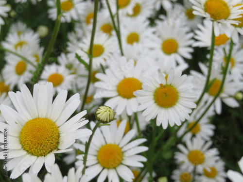 beautiful flowers of natural colors aromatic delicate detail