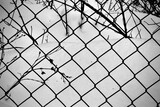 Wire link fence in snow.