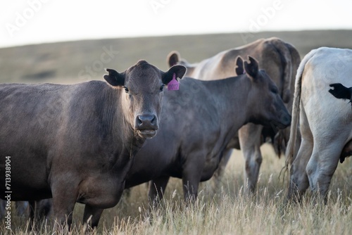 livestock on a regenerative agriculture farm practicing sustainable agricultural practices in summer