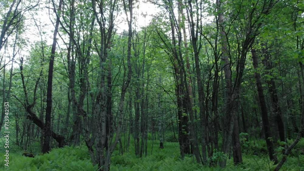 Caucasus, North Ossetia. Tsey Gorge. Summer forest. Caucasus, North Ossetia. Tsey Gorge. Summer forest.