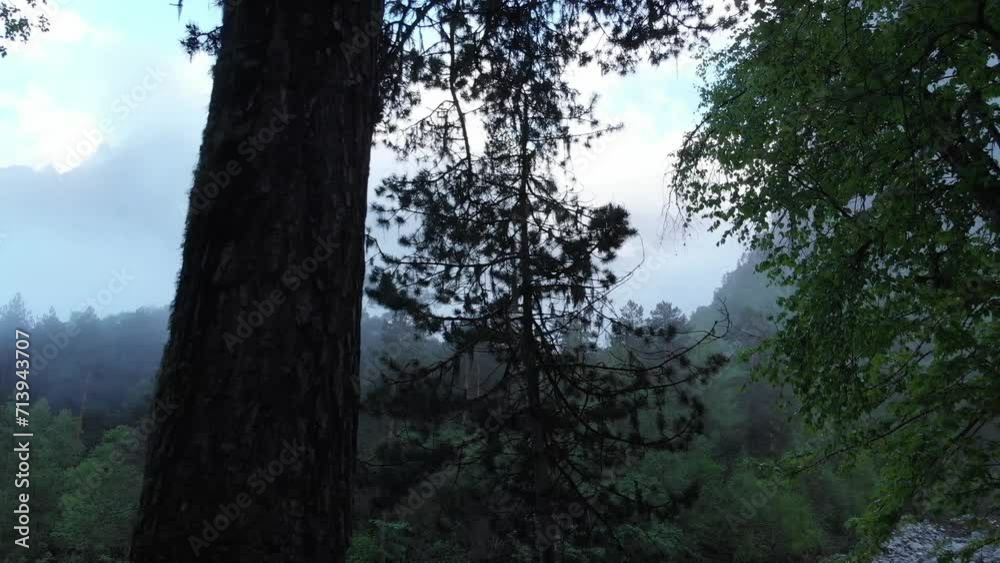 Caucasus, North Ossetia. Tsey Gorge. Mountain forest. Caucasus, North Ossetia. Tsey Gorge. Mountain forest.