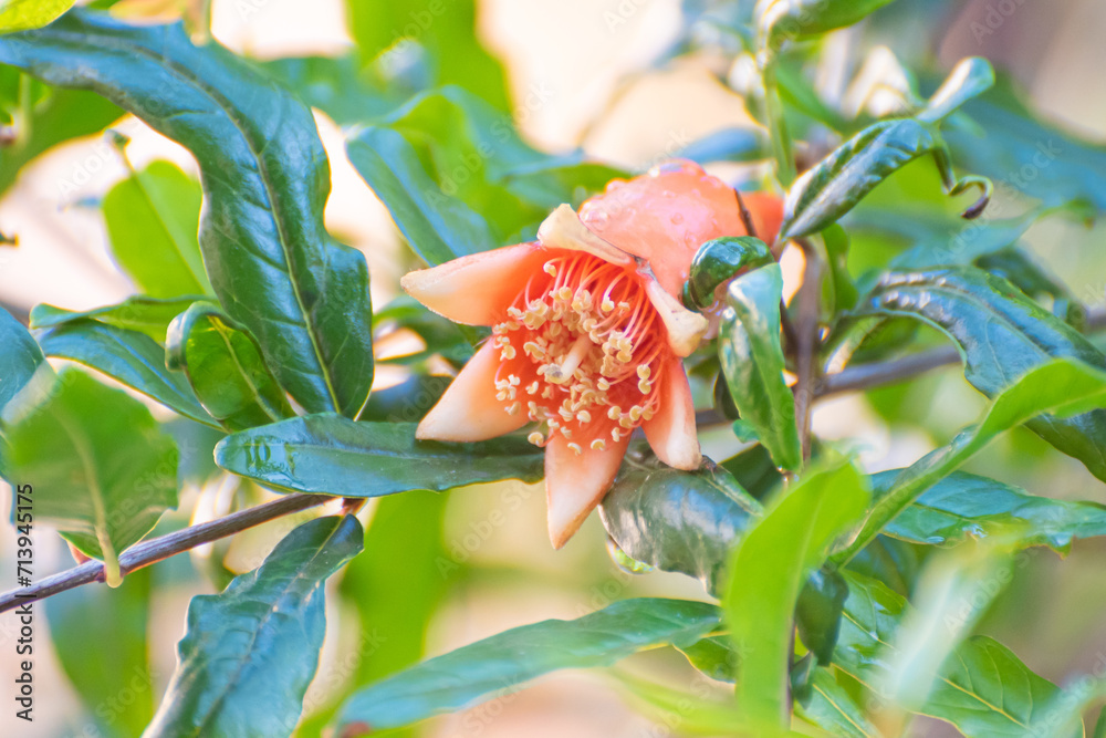 Pomegranate, birth of the pomegranate flower that will fruit