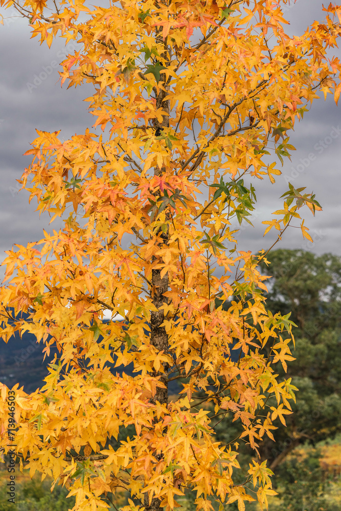 Desert trees with autumn leaves Desert trees with autumn leaves