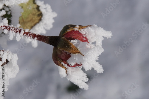 Eiskristalle an Blumen und Pflanzen 