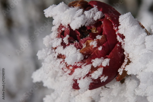 Eiskristalle an Blumen und Pflanzen 