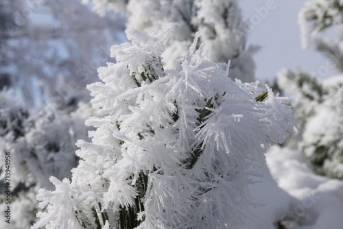 Eiskristalle an Blumen und Pflanzen 