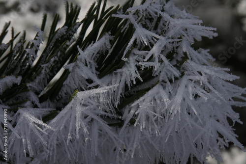 Eiskristalle an Blumen und Pflanzen 