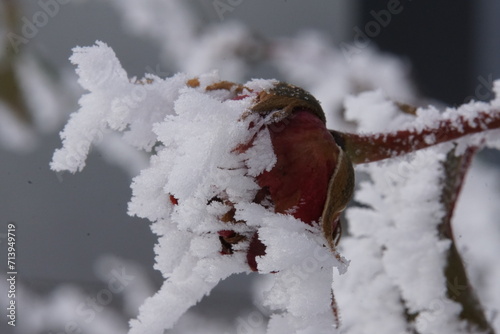 Eiskristalle an Blumen und Pflanzen 