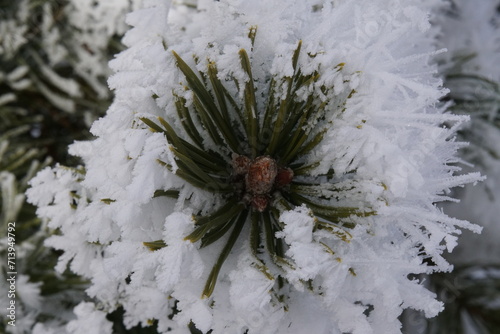 Eiskristalle an Blumen und Pflanzen 