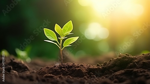 sequence of growth of young plants in nature and sunlight, natural tree growth.