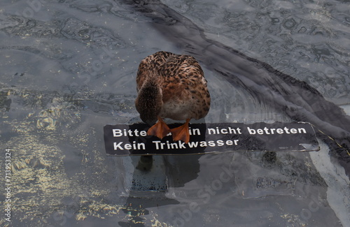 Anarchistische Ente in einem Brunnen in Basel photo