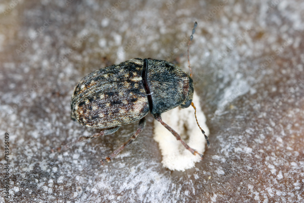 Stockfoto med beskrivningen Araecerus fasciculatus, the coffee bean