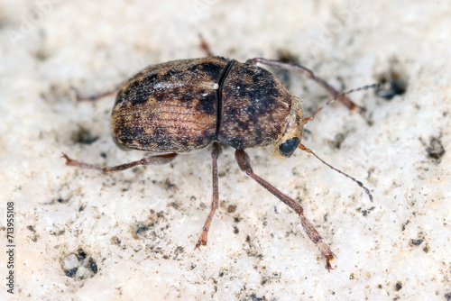 Araecerus fasciculatus, the coffee bean weevil, is a species of beetle (Coleoptera) belonging to the family Anthribidae. Causes significant damage to stored food goods.