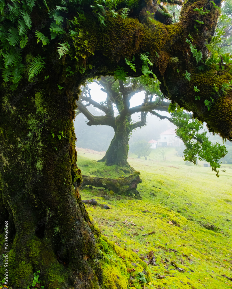 Twisted trees in the fog in Fanal Forest on the Portuguese island of Madeira. Huge, moss-covered trees create a dramatic, scared landscape Twisted trees in the fog in Fanal Forest on the Portuguese island of Madeira. Huge, moss-covered trees create a dramatic, scared landscape
