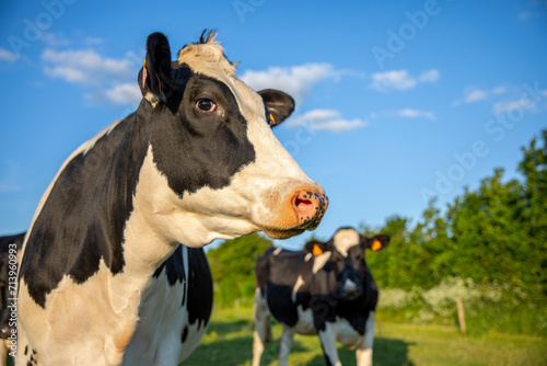 Portrait de vache laitière dans les champs en France.