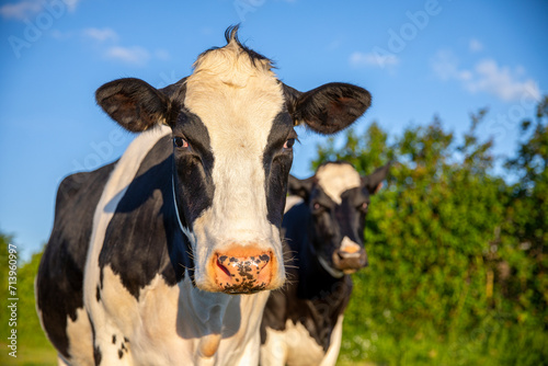 Portrait de vache laitière dans les champs en France.