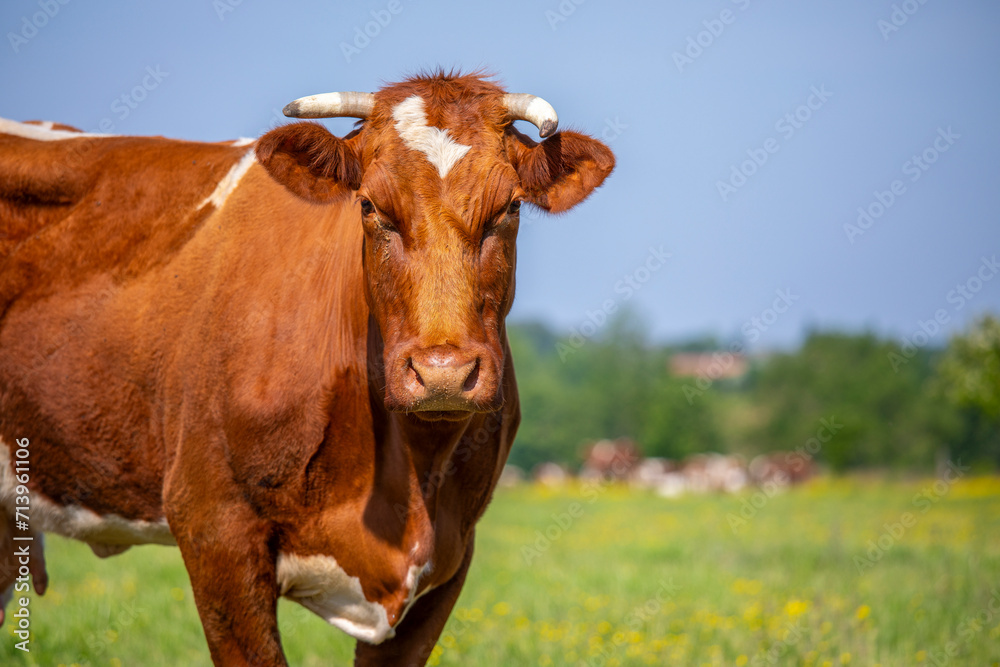 Vache de type race à viande Rouge des Prés dans les champs.