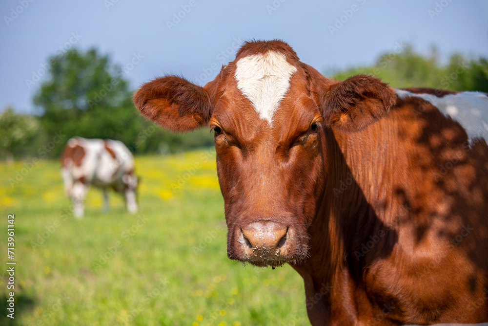 Vache de type race à viande Rouge des Prés dans les champs.