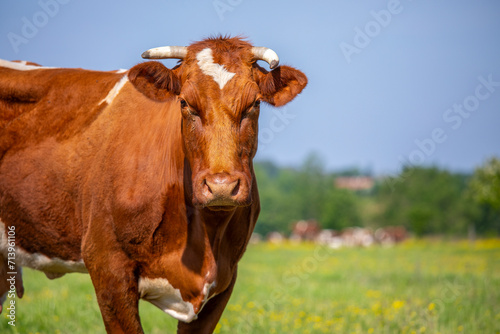 Vache de type race à viande Rouge des Prés dans les champs. © Thierry RYO