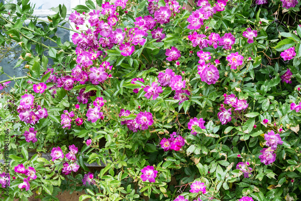 Many small pink flowers on a background of green leaves Many small pink flowers on a background of green leaves