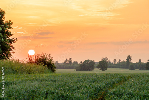  Sunset with orange sky and sun in the middle through clouds and and green grass © Jorens