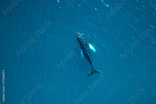 Aerial image of whale