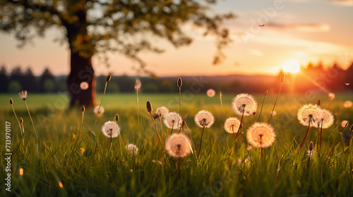 Serene Forest Meadow with Fresh Green Grass and Dandelions at Sunset: Beautiful Summer Nature Background with Copy-Space for Promotional Content.