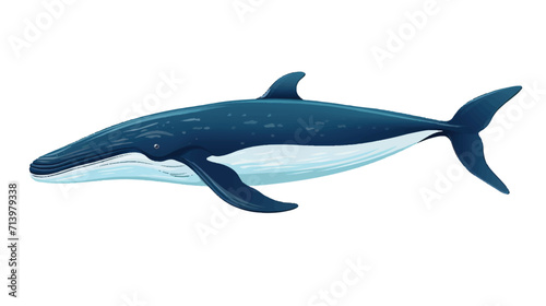 Whale illustration vector