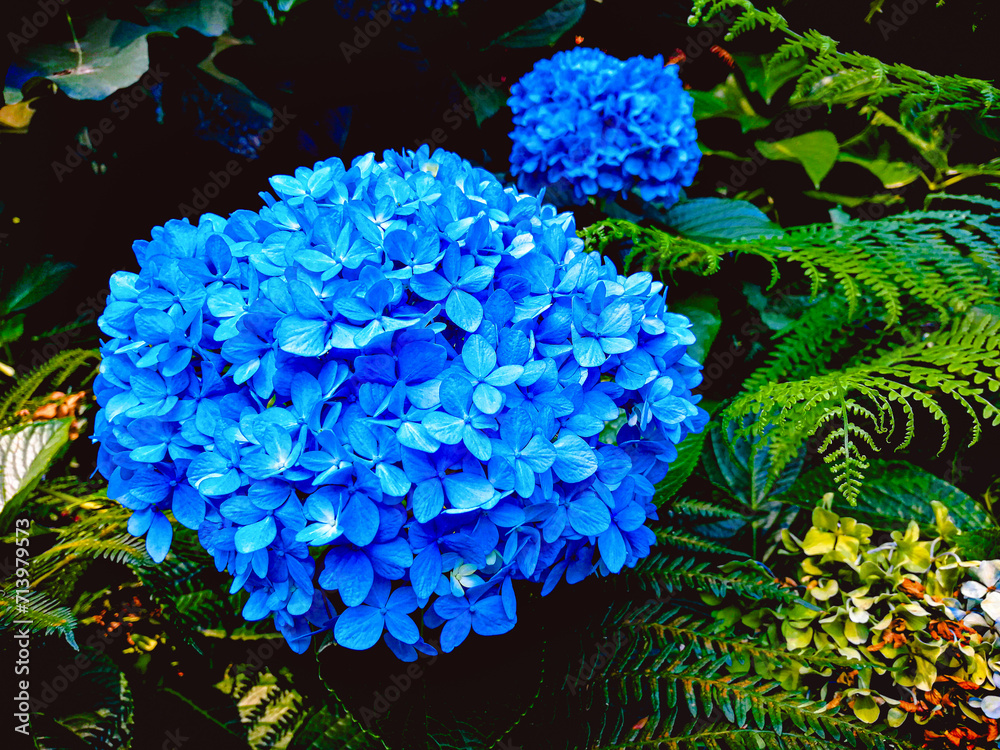 hydrangea. blue. Spain. flower. Forest