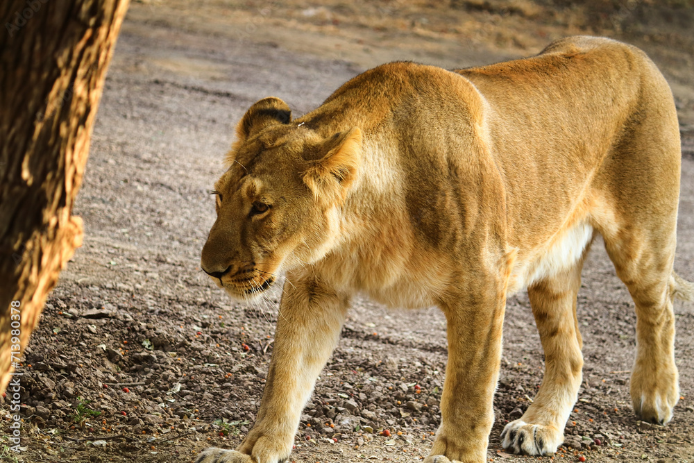 Queen of forest I Lioness Asiatic lion (Panthera leo) in Gir Forest National Park in Gujarat India. Asiatic Lioness image was taken in gujarat sasan gir only place in the world. with copy space Queen of forest I Lioness Asiatic lion (Panthera leo) in Gir Forest National Park in Gujarat India. Asiatic Lioness image was taken in gujarat sasan gir only place in the world. with copy space