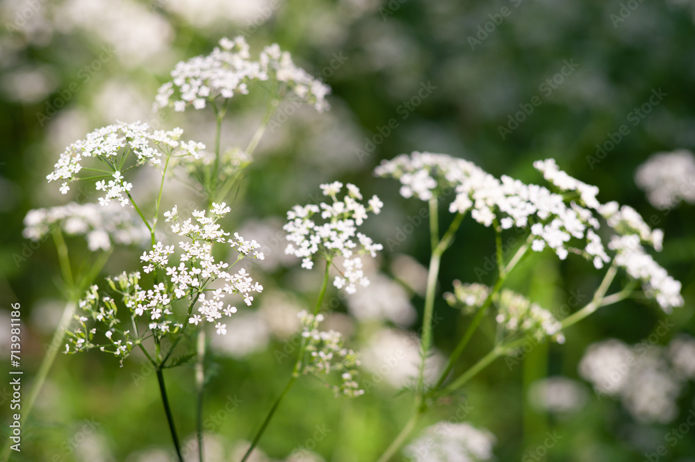 background with forest herbs. small white flowers on a blurred green background background with forest herbs. small white flowers on a blurred green background