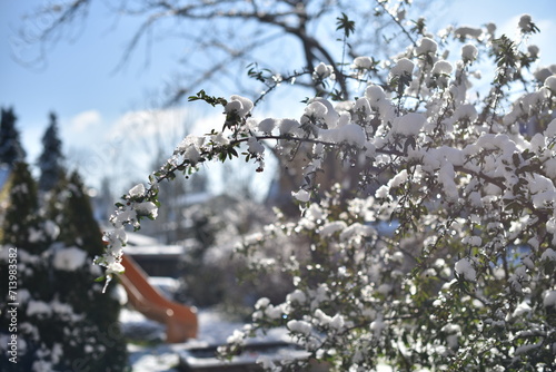 Snow-covered branch on a sunny winter day