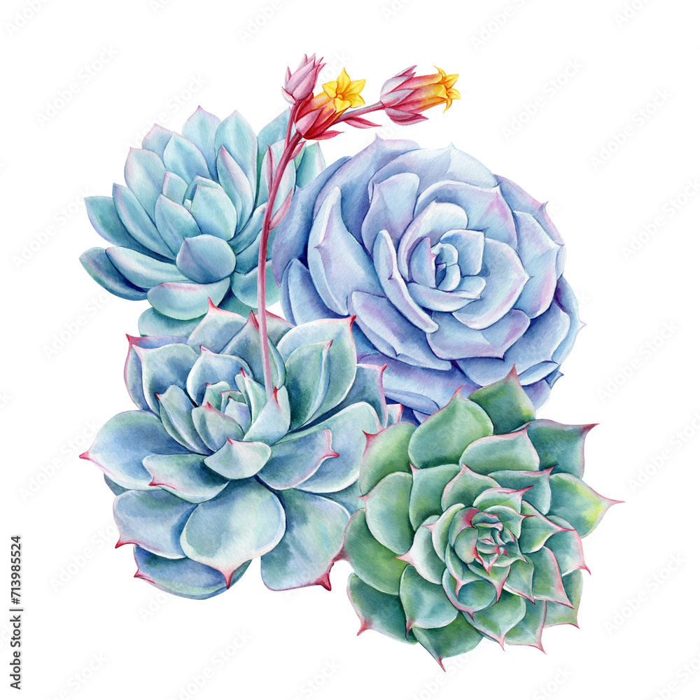 Succulents bouquet, echeveria watercolor painting illustrations isolated background, green plants composition poster