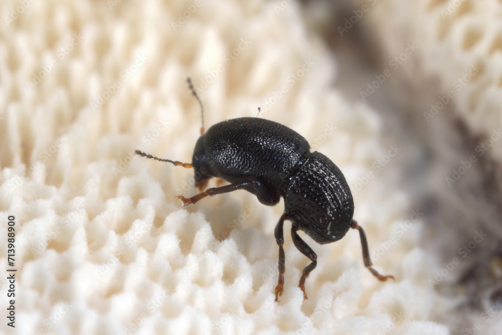 Talpella atra, tiny beetle in the family Anthribidae. An endemic ...