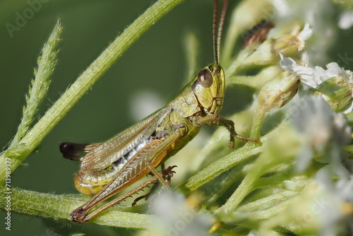 grasshopper on the grass