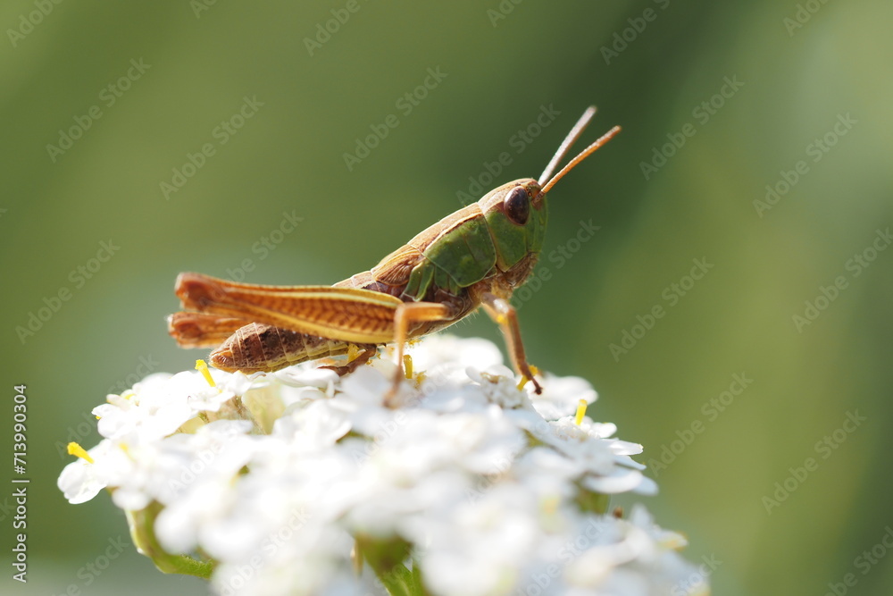 Fototapeta premium grasshopper on a flauer