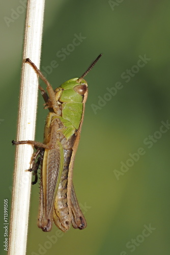 grasshopper on the grass