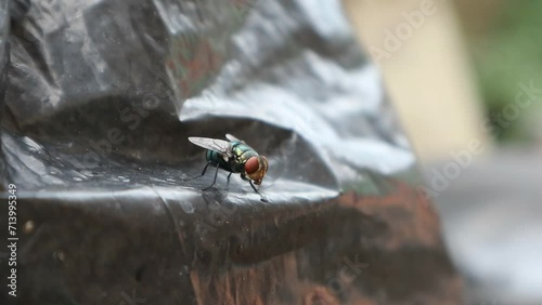 A green bottle fly (Lucilia sericata) Landing on black plastic