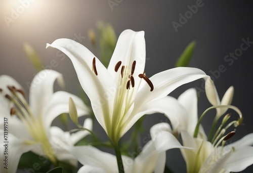 Beautiful white lilies on light background symbol of gentleness purity and virtue closeup