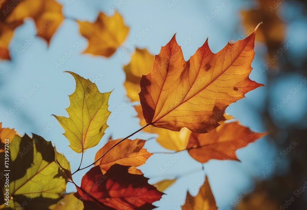 Close up of autumn leaves Multicolored fall leaves Colorful autumn leaves Macro leaf texture