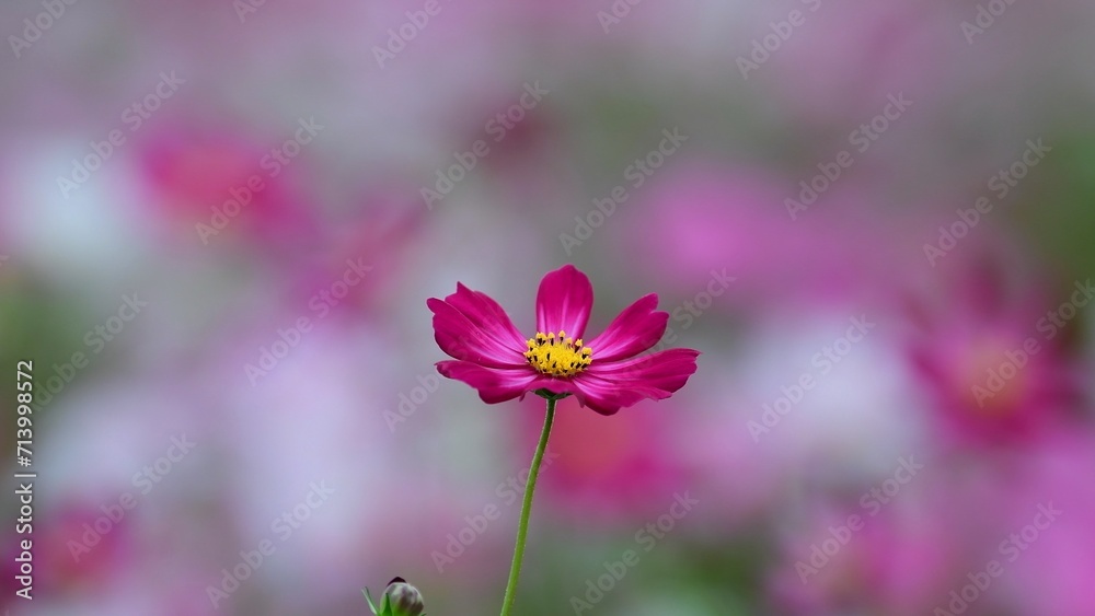 Cosmos flower field blooming in spring. Cosmos flower field blooming in spring.