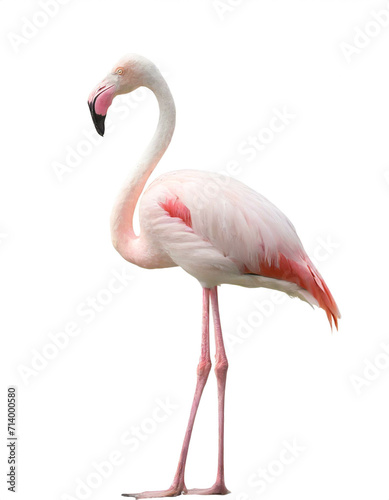 pink Flamingo isoliert auf weißem Hintergrund, Freisteller 